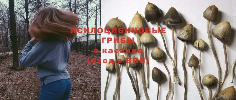 Галлюциногенные грибы Psilocybine cubensis  где купить наркоту  Цоци-Юрт 